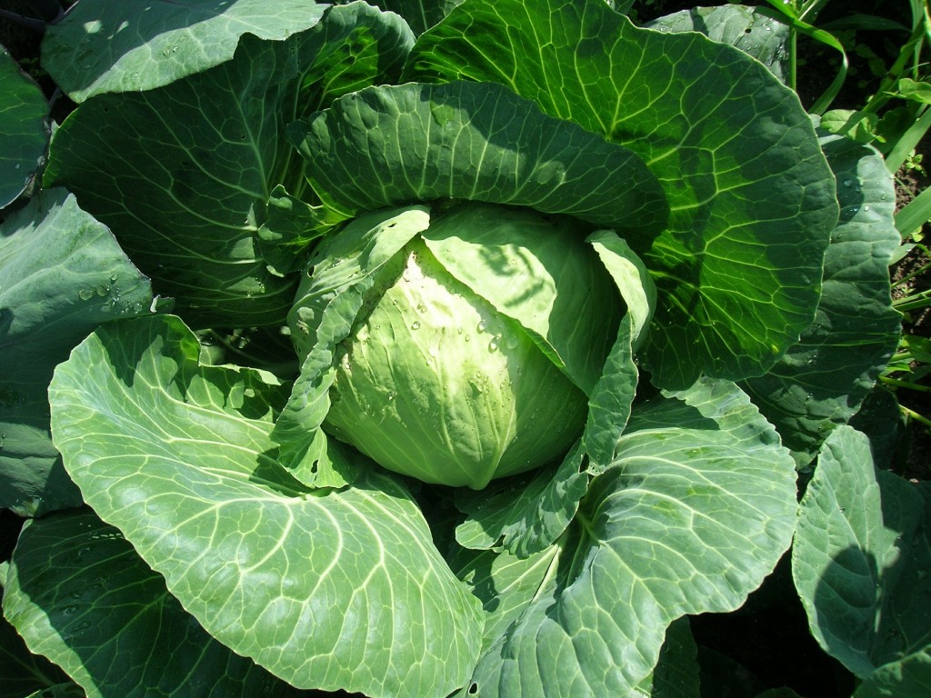 cabbage-493308_1920